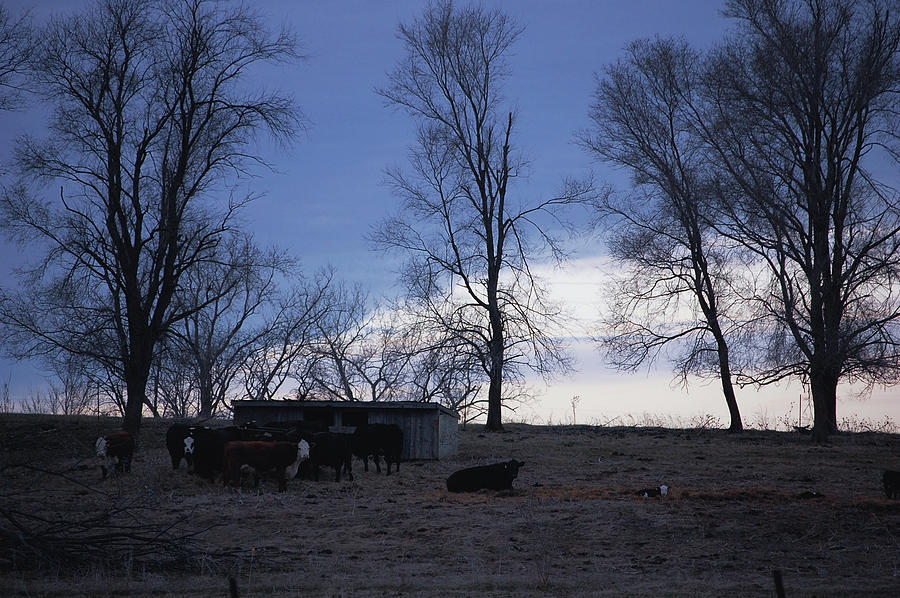 Cold Iowa Evening Photograph by Jame Hayes