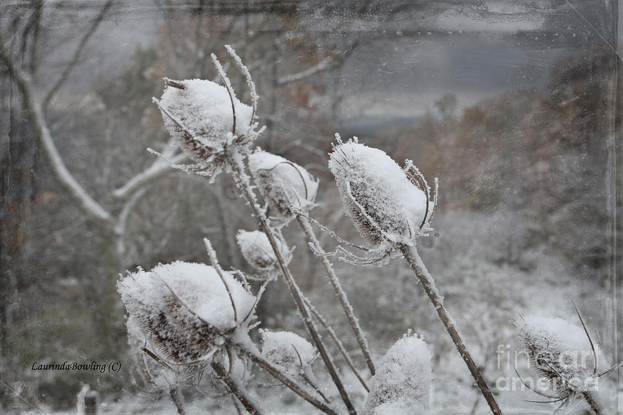 Cold Photograph by Laurinda Bowling