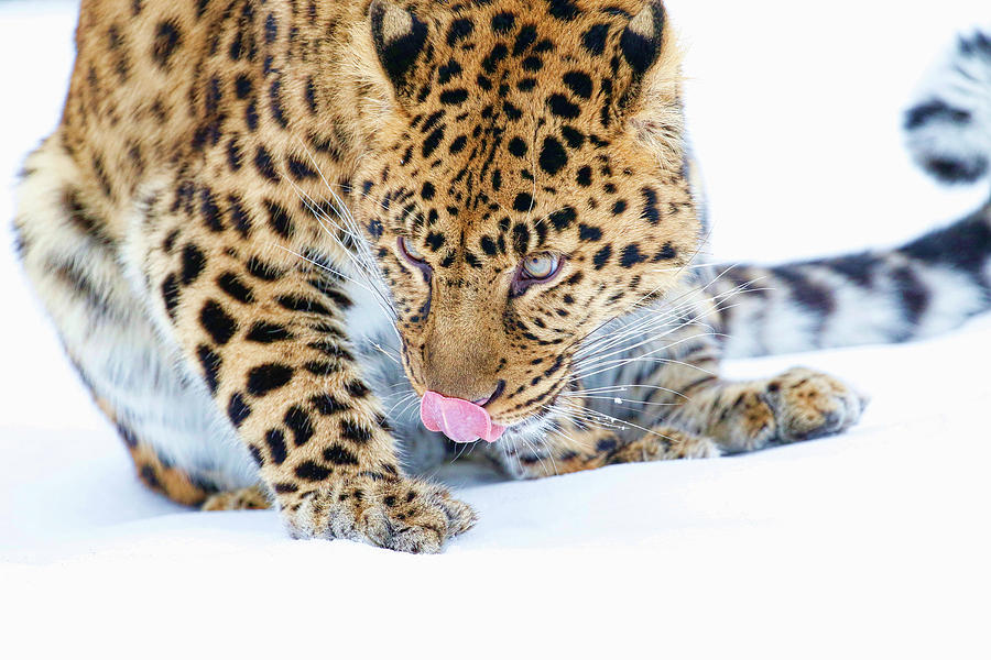 Cold Leopard in Snow Photograph by Steve McKinzie