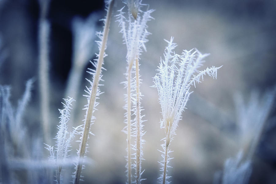 Cold Photograph by Marnie Patchett