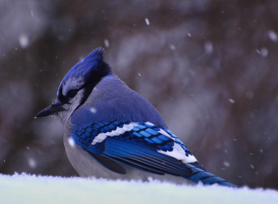Blue Jay Digital Art - Cold Morning Jay by Fred Zilch