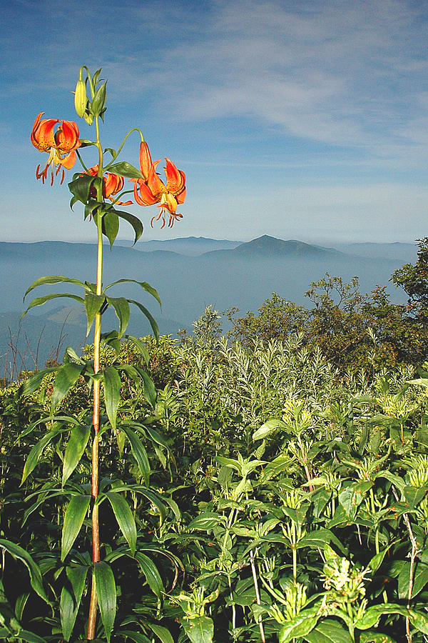 Cold Mtn. and Turks Cap Lily Photograph by Alan Lenk
