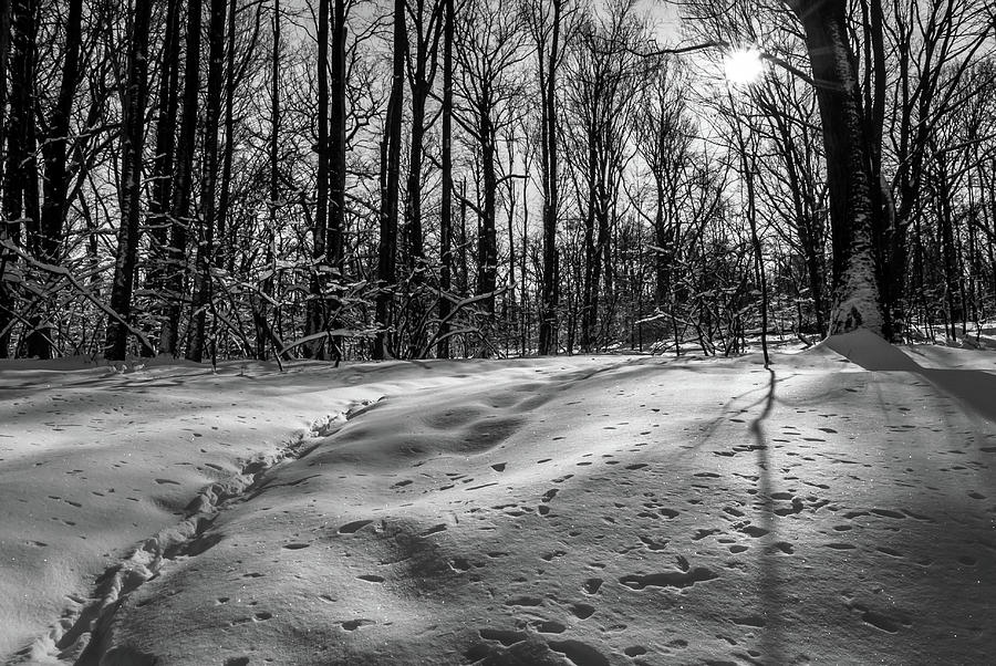 Cold Path Photograph by Len Tauro
