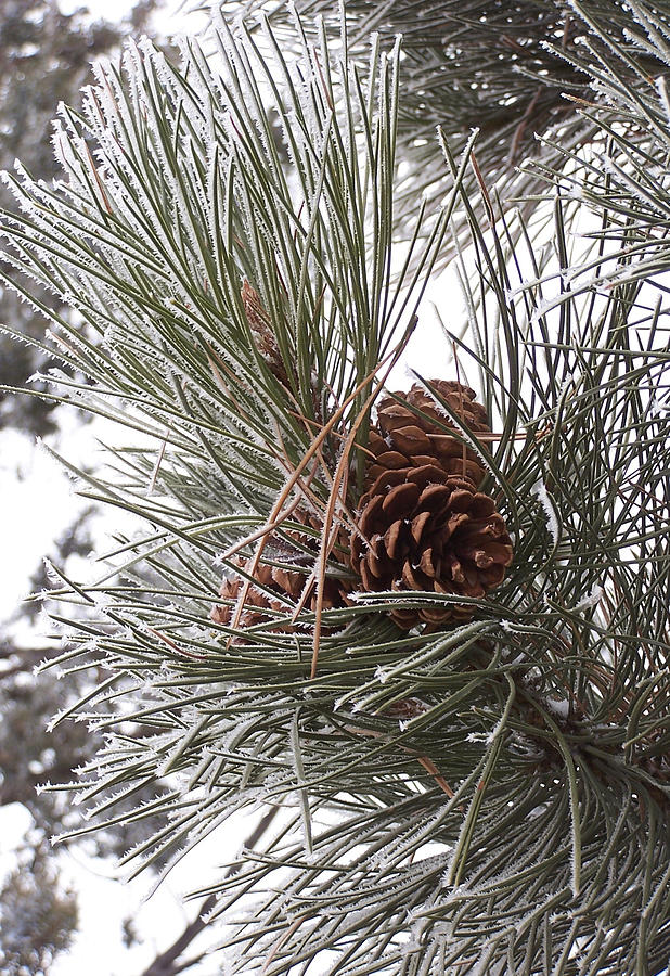 Cold Pine Photograph by JK Dooley