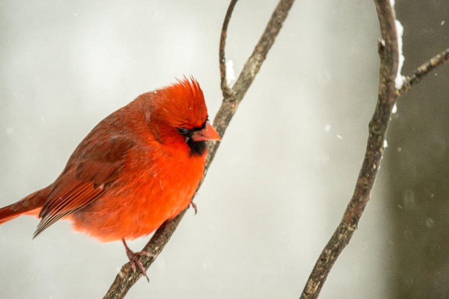 Cold Puffed Cardinal in the Snow Photograph by Douglas Barnett
