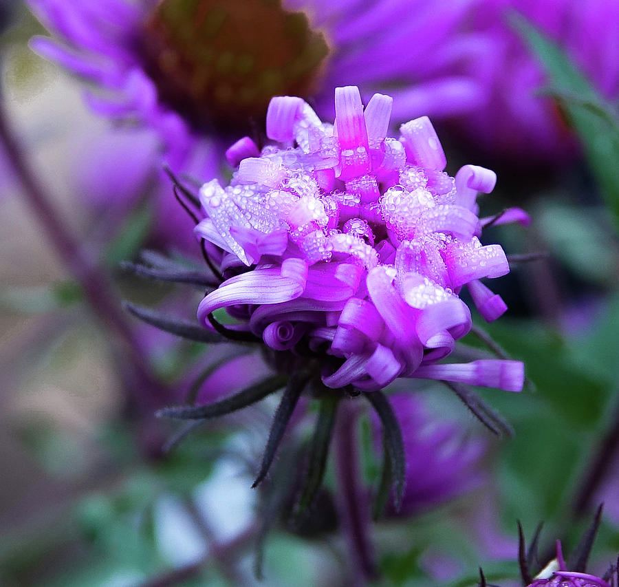 Cold Purple Aster  Photograph by Tony Pushard