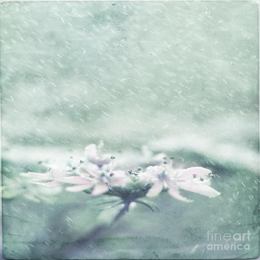 Cold Rain Photograph by Ang El
