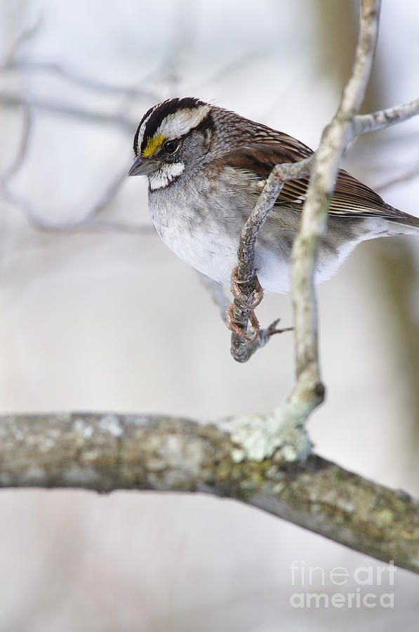 Sparrow Photograph - Cold Sparrow by Thomas R Fletcher