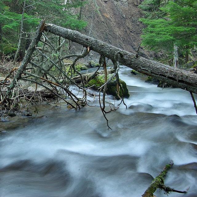 Nature Photograph - Cold Spring Creek Near Mt. Hood. I Was by Mike Warner