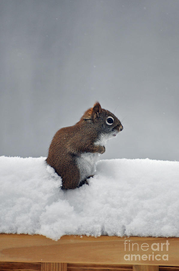 Cold Squirrel Photograph by Diane E Berry