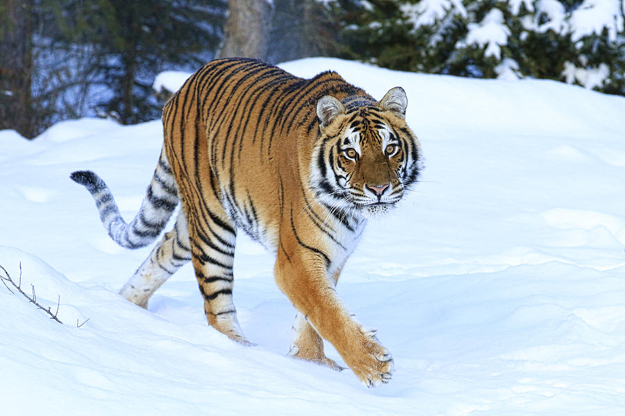 Cold Stroll Photograph By Steve Mckinzie - Fine Art America