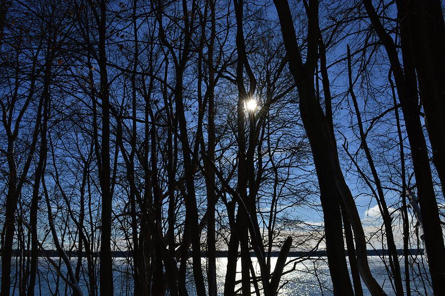 Cold Sun Bare Trees Of Winter  Photograph by Lyle Crump