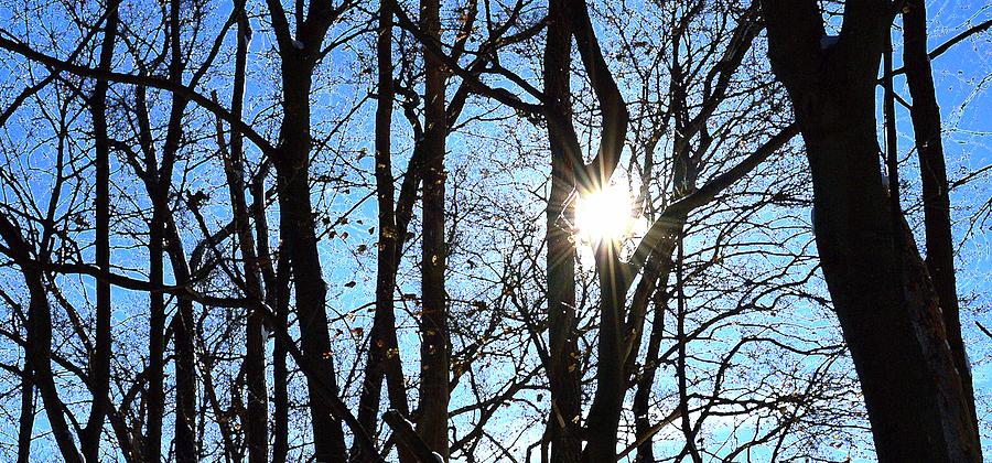 Cold Sun Bare Trees Of Winter Three  Digital Art by Lyle Crump