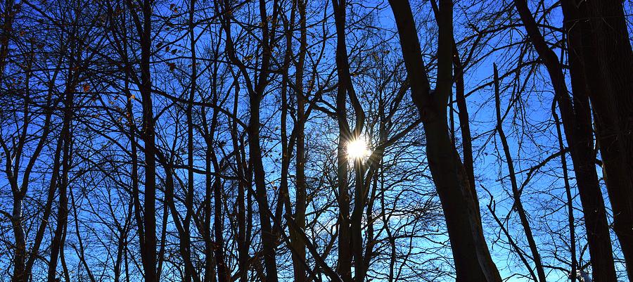 Cold Sun Bare Trees Of Winter Two  Digital Art by Lyle Crump