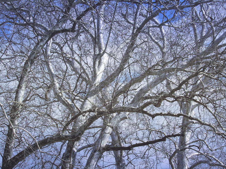 Cold Sycamore Day Photograph by Robert Knight