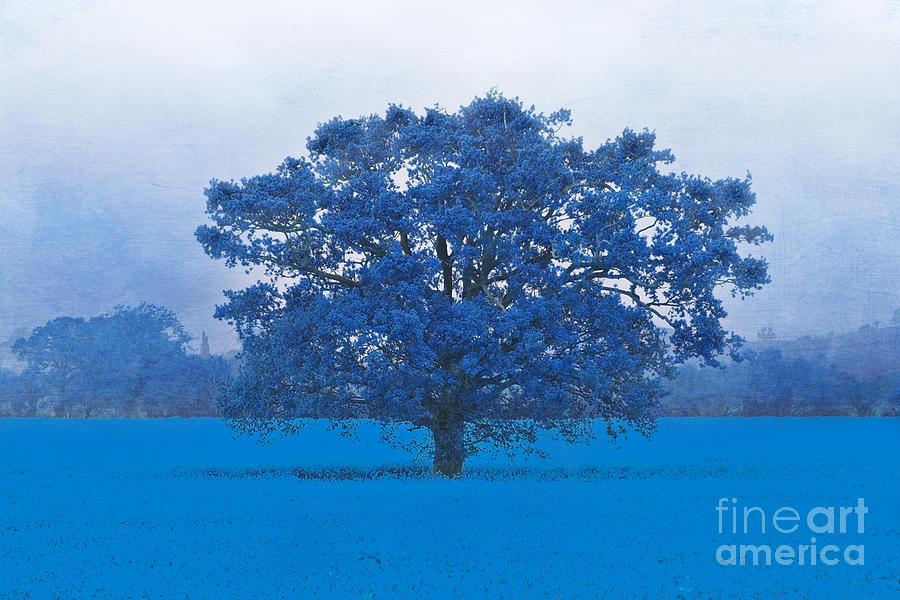 Nature Photograph - Cold Tree In A Field Of Blue by Terri Waters