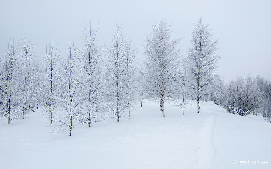 Cold trees Photograph by Laxmi Prasanna P A - Fine Art America