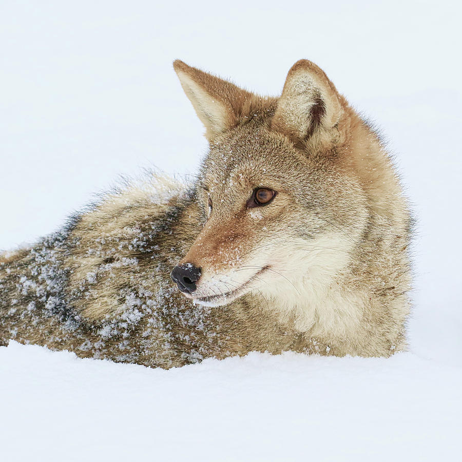 Cold Weather Coyote Photograph by Steve McKinzie