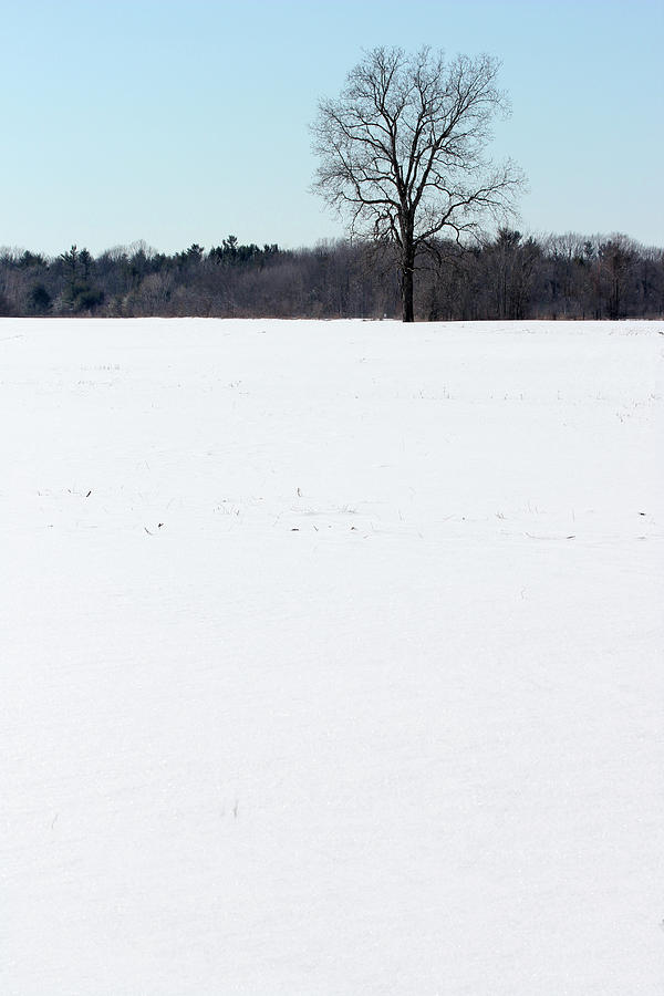 Cold Winter Field Photograph by Mary Bedy