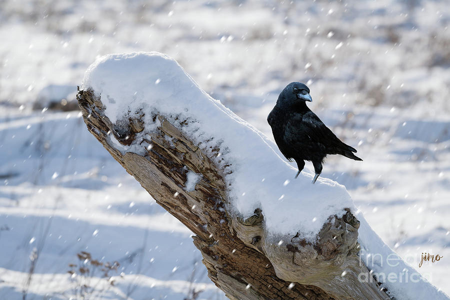 Crow Digital Art - Cold Winter by Jim Hatch