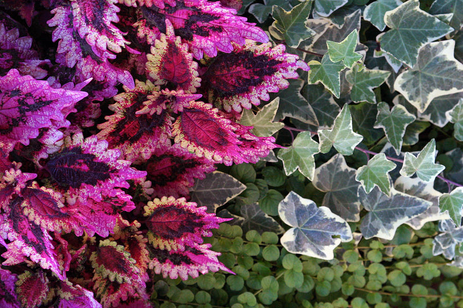Coleus and Ivy- Photo by Linda Woods Mixed Media by Linda Woods