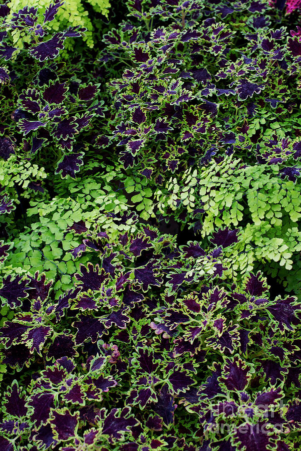 Flower Photograph - Coleus and Maidenhair Fern Leaves  by Tim Gainey