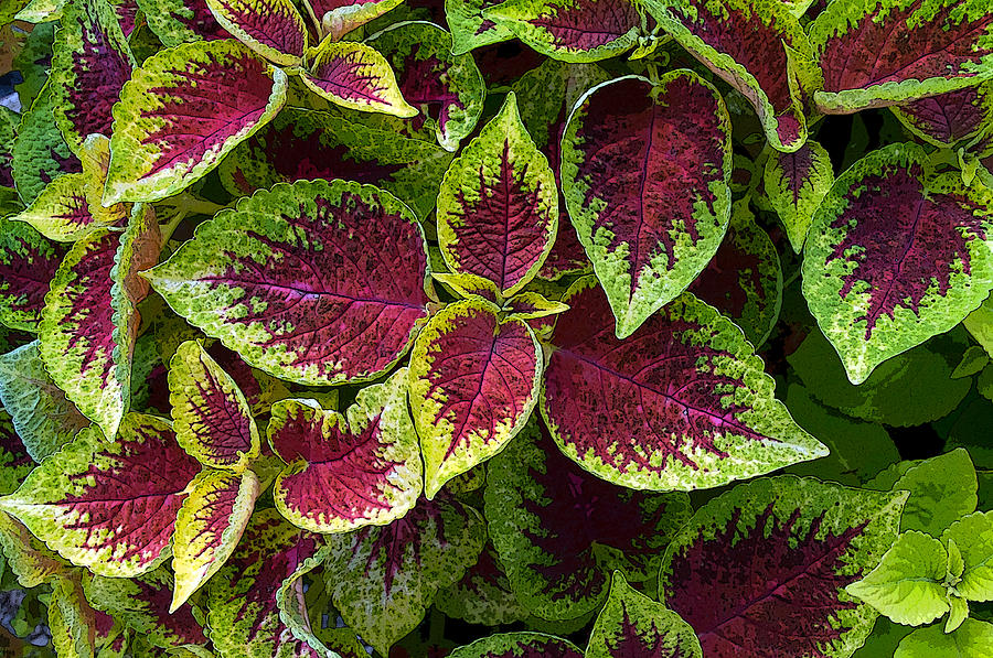 Coleus Photograph by Cathy Mahnke