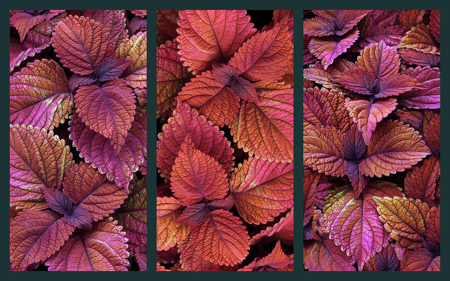 Coleus Collage Photograph by Jessica Jenney