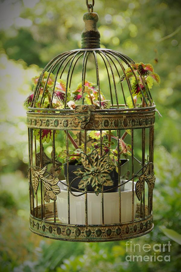 American victorian bird cage
