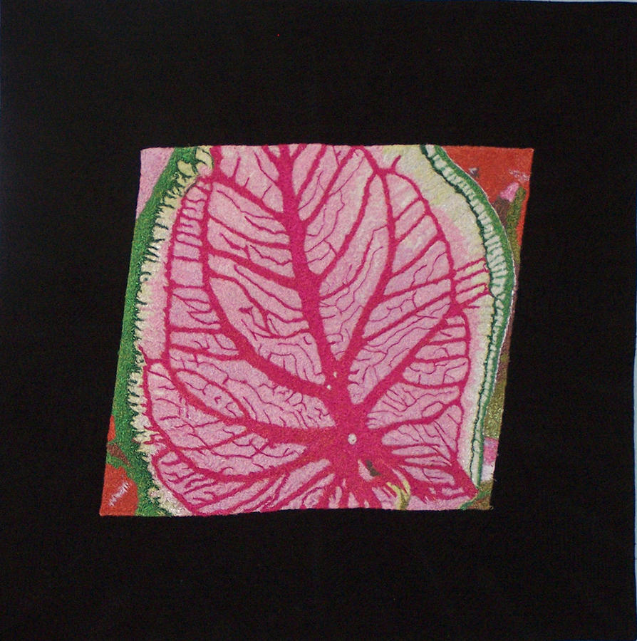 Coleus by Jenny Williams Coleus by Jenny Williams