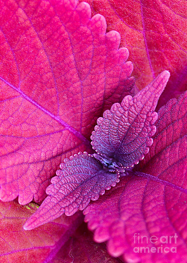 Leaves Photograph - Coleus by Judi Bagwell