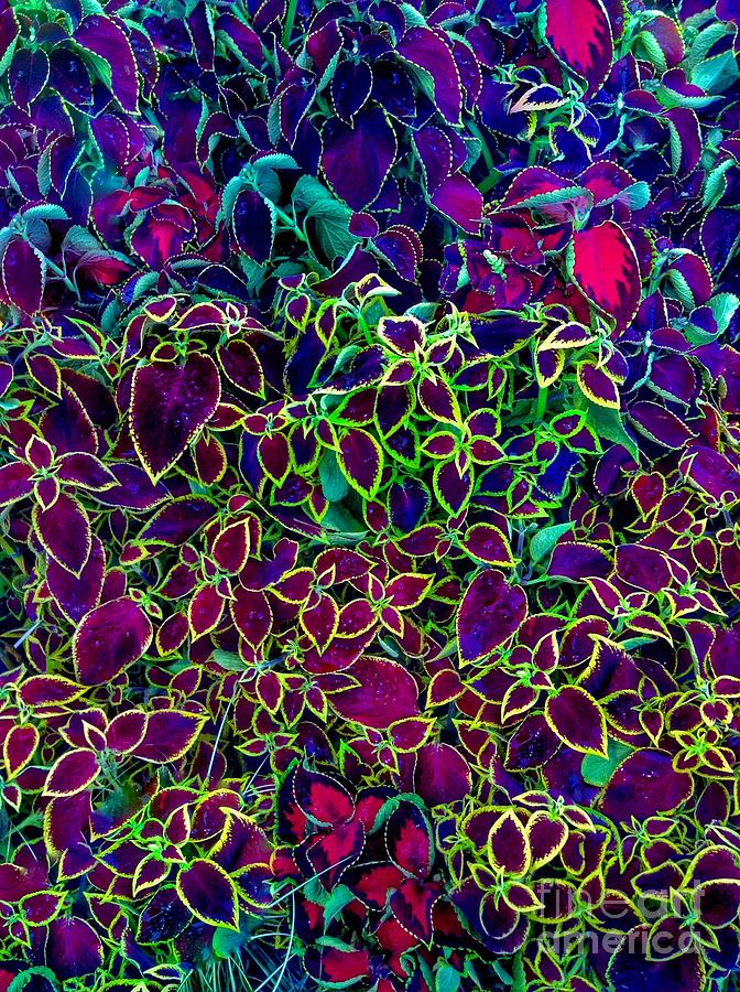 Coleus Leaf Pattern Photograph by Joan-Violet Stretch