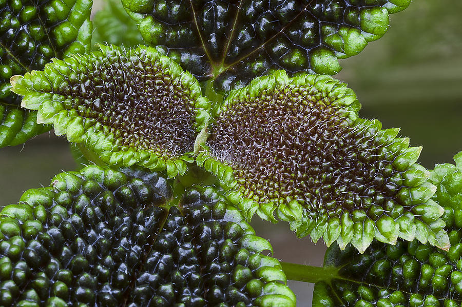 Coleus Plant Photograph by Ken Barrett