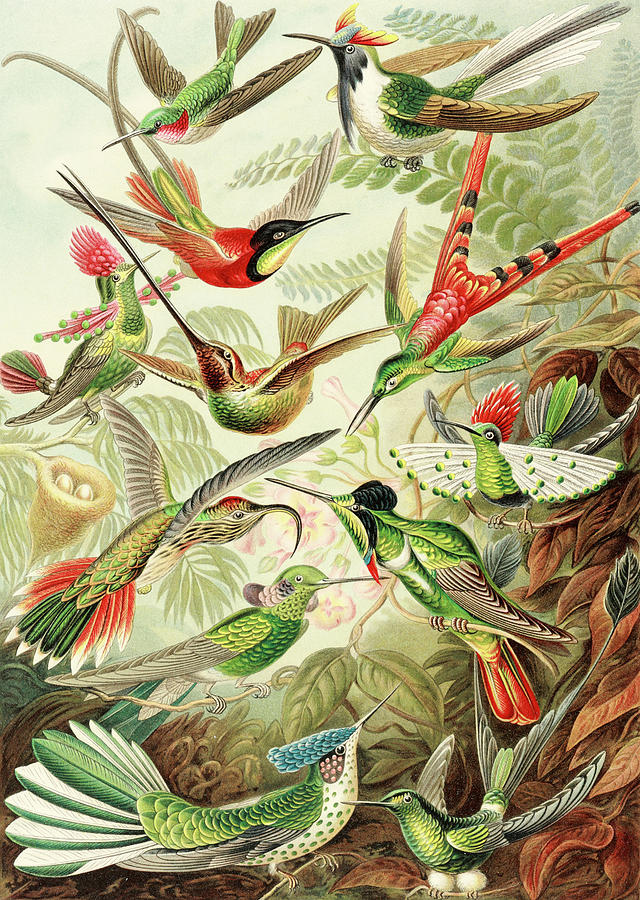 Hummingbirds Painting - Colibri by Ernst Haeckel Hummingbirds Painting - Colibri by Ernst Haeckel