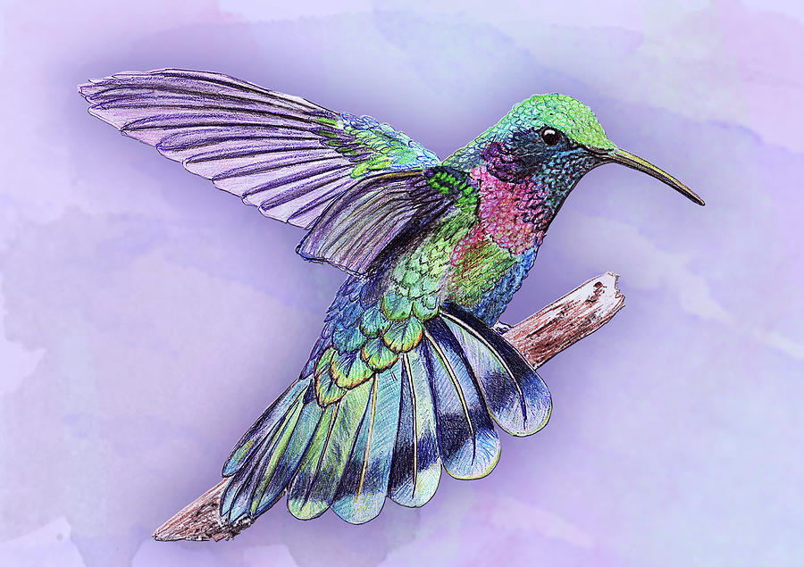 Bird Digital Art - Colibri by Liga Cirse