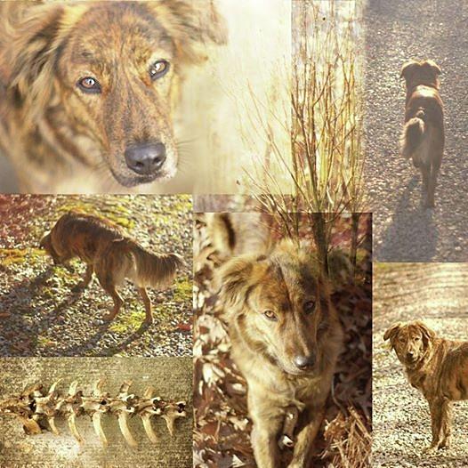 Mixed Brindle Dog Collage Photograph by Suzanne Powers
