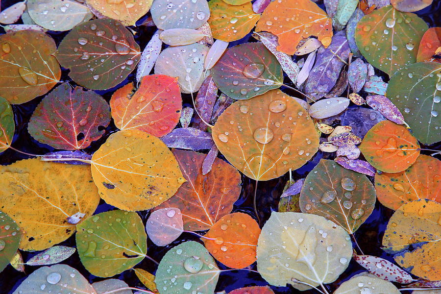 Collage of Aspen Leaves at McGee Creek in the Eastern Sierras Photograph by Jetson Nguyen