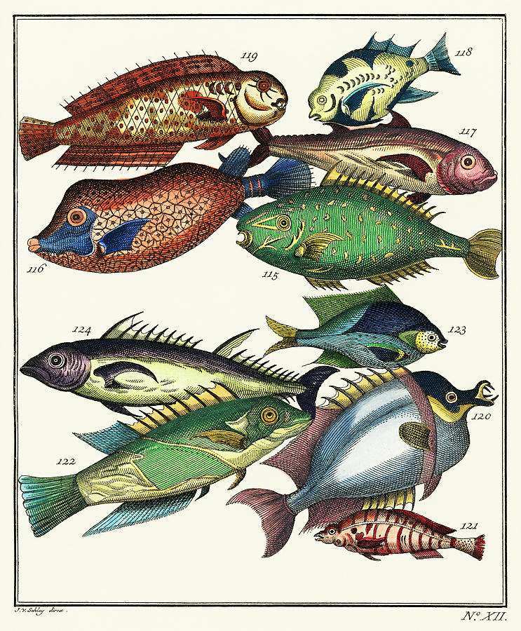 Collage of colorful rare exotic fish Painting by Vincent Monozlay