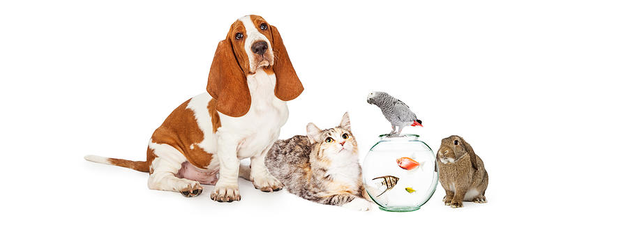 Fish Photograph - Collage of Domestic Pets Together by Good Focused