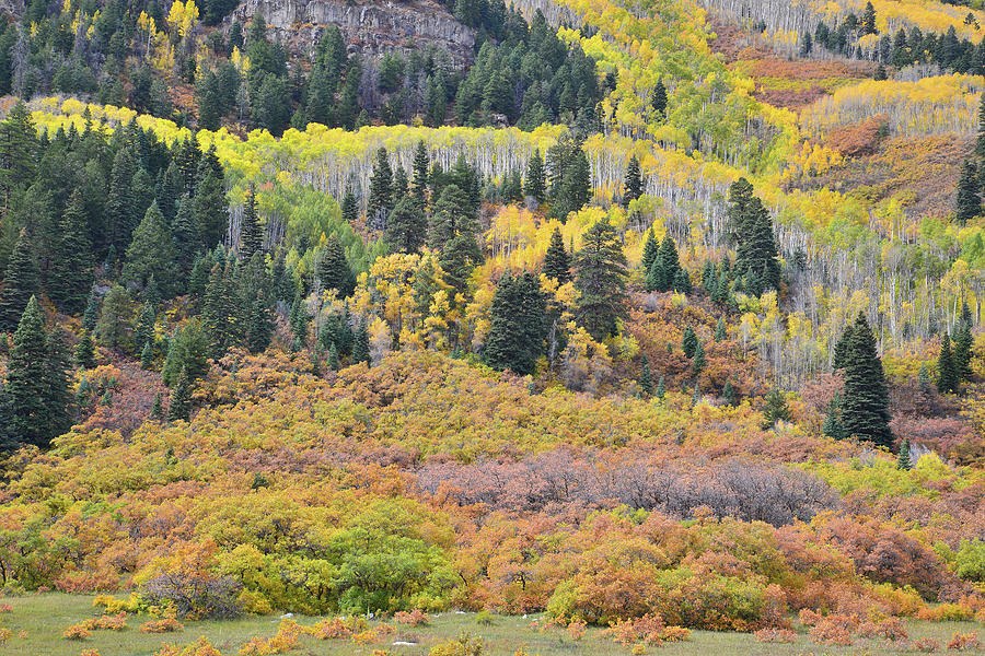 Collage of Fall Color near Durango Photograph by Ray Mathis