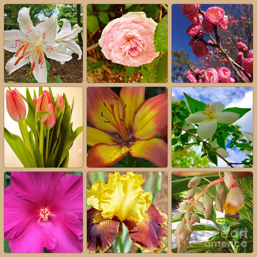 Nature Photograph - Collage of Flowers by Linda Covino