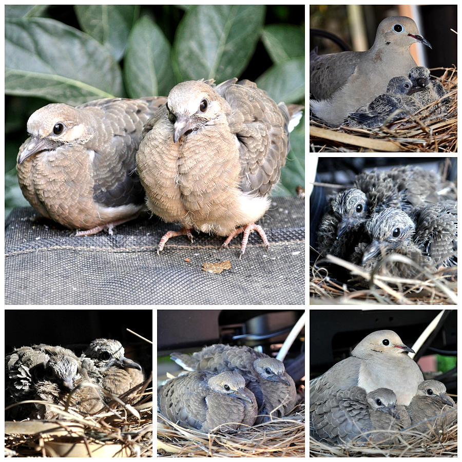 Collage Of Mourning Doves Photograph by Jay Milo