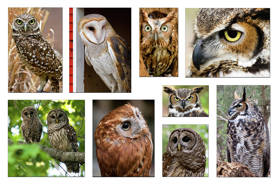 Collage Of Owls Photograph
