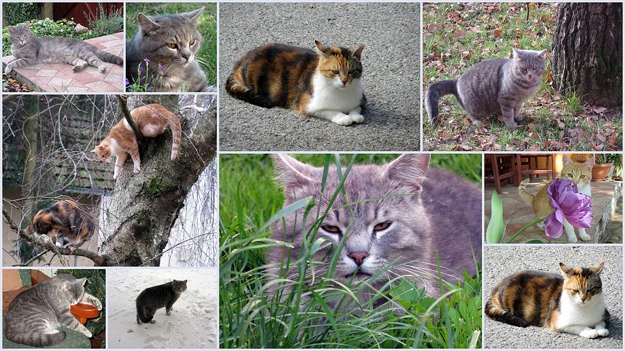  Collage Of Photos Cats Photograph by Vesna Martinjak