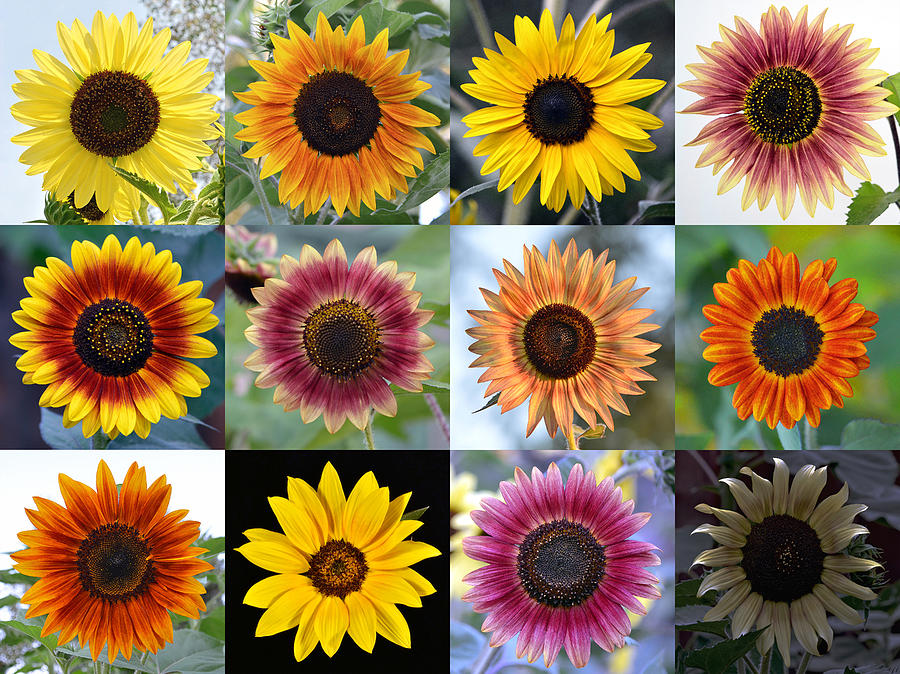 Sunflowers- Collage of Sunflower Squares Photograph by Steve Bower - Pixels