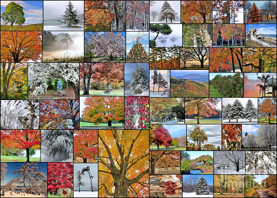 Collage of Trees Photograph by Janice Drew