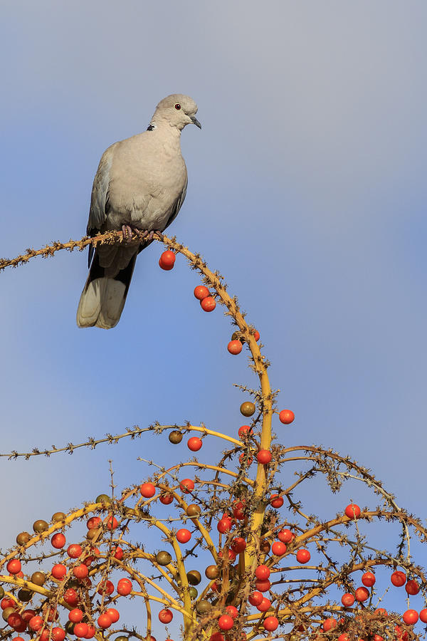 Collard Dove  Photograph by Chris Smith