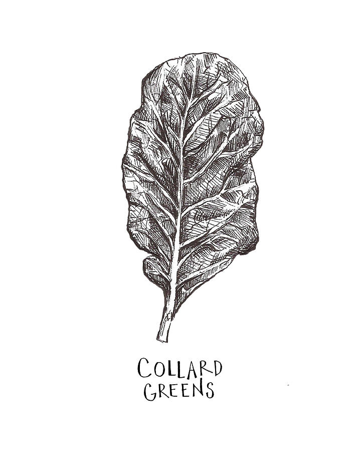 Collard Greens Drawing by Madeline Lee