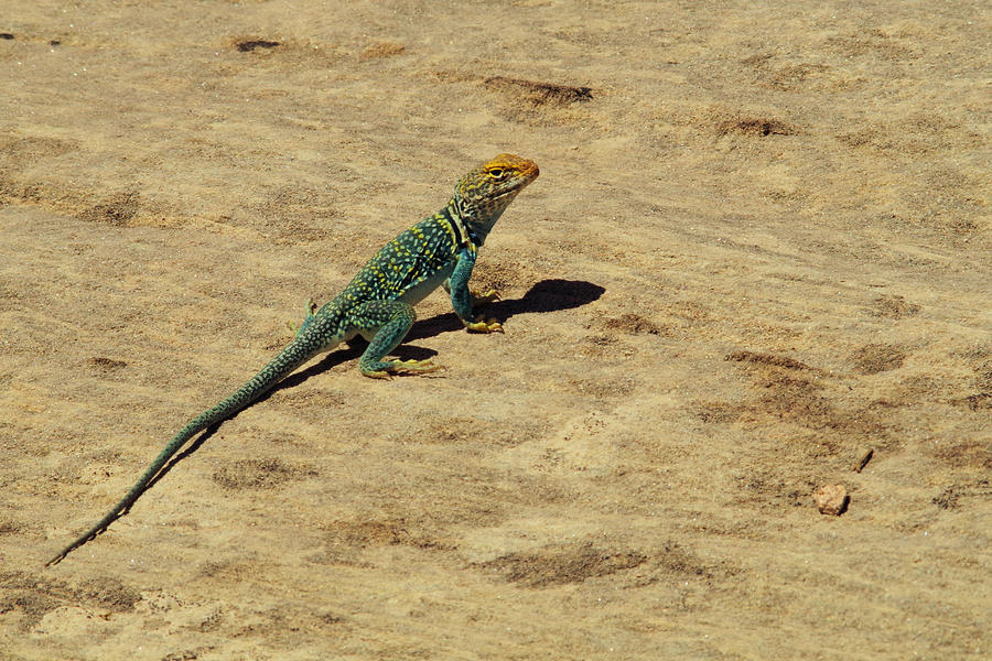 Collared Lizard Photograph by Jeff Swan