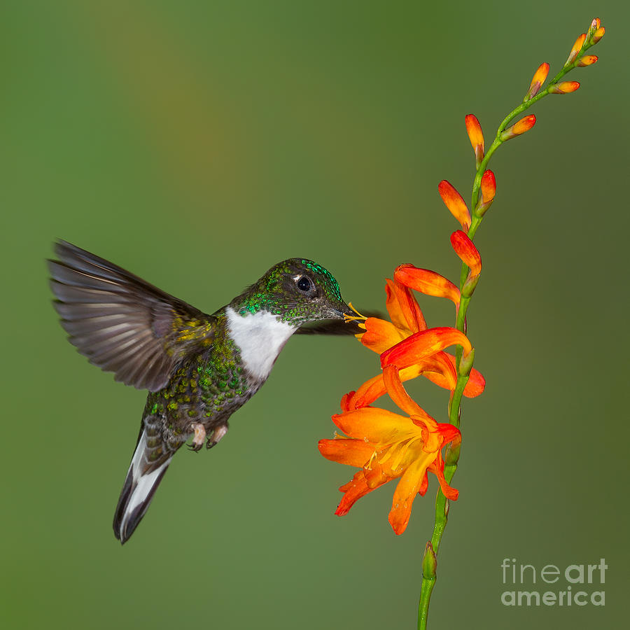 Collarded Inca Hummingbird Photograph by Jerry Fornarotto